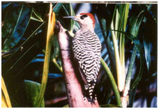 Abaco National Park