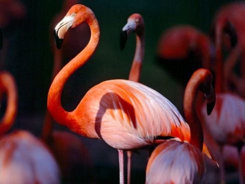 The Flamingo - National Bird of The Bahamas - Government - Details The Flamingo - National Bird of The Bahamas - Government - Details